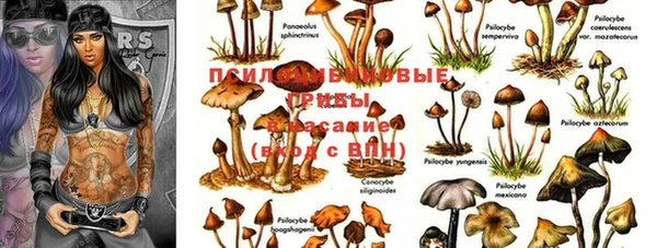 стаф Каменка